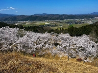 縮LINE_ALBUM_202447中山丘陵ハイキング_コミュニティ花壇_240407_64.jpg